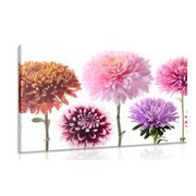 CANVAS PRINT DAHLIA FLOWERS IN A MULTI-COLORED DESIGN - PICTURES FLOWERS - PICTURES