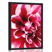 POSTER – FIORE ROSA - FIORI - POSTER