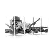 5 part picture orchid in Zen still life in black & white