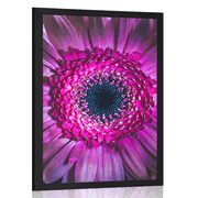 PLAKAT PURPUROWA GERBERA - KWIATY - PLAKATY