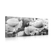 CANVAS PRINT BEAUTIFUL FIELD OF POPPIES IN BLACK AND WHITE - BLACK AND WHITE PICTURES - PICTURES