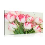 CANVAS PRINT SPRING TULIPS - PICTURES FLOWERS - PICTURES