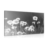 Picture of cotton grass in black & white design
