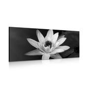 Canvas print black and white water lily