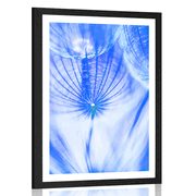 POSTER MIT PASSEPARTOUT PUSTEBLUME IN BLAU - BLUMEN - POSTER