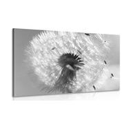 TABLEAU SUR TOILE – DÉTAIL DE PISSENLIT EN NOIR ET BLANC - TABLEAUX EN NOIR ET BLANC - TABLEAUX