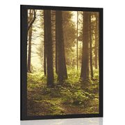 Poster In Sonnenlicht getauchter Wald