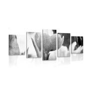 5-piece canvas print meadow of tulips in retro style in black and white