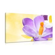 Canvas print flower with a spring touch