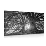 CANVAS PRINT BLACK AND WHITE MAJESTIC TREES - BLACK AND WHITE PICTURES - PICTURES