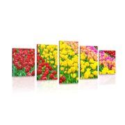5-teiliges Wandbild Garten voller Tulpen