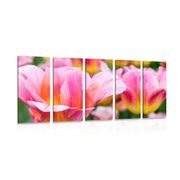 5-piece Canvas print meadow of pink tulips