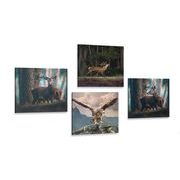 Set of pictures beauty of forest animals