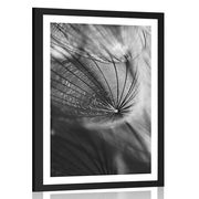 POSTER WITH MOUNT BEAUTIFUL DANDELION IN BLACK AND WHITE - BLACK AND WHITE - POSTERS