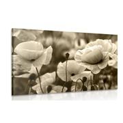 CANVAS PRINT FIELD OF WILD POPPIES IN SEPIA - BLACK AND WHITE PICTURES - PICTURES