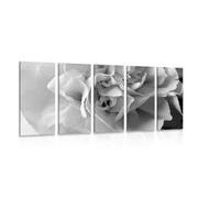 5-piece Canvas print carnation petals in black and white