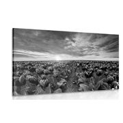 Picture sunrise over a meadow with tulips in black & white