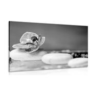 Picture of orchid and Zen stones in black & white