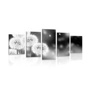 5 part picture of a fluffy dandelion in black & white