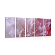 5-piece Canvas print pink carnation petals