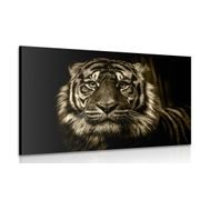 Canvas print tiger in sepia design