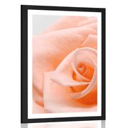 POSTER MIT PASSEPARTOUT ROSE IM PFIRSICHTON - BLUMEN - POSTER