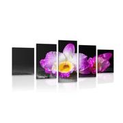 5 part picture purple orchid on Zen stones