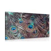 CANVAS PRINT PEACOCK FEATHER - STILL LIFE PICTURES - PICTURES