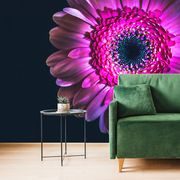 TAPETA PURPUROVÁ GERBERA - TAPETY KVĚTINY - TAPETY