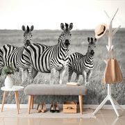 FOTOTAPETE DREI SCHWARZ-WEISSE ZEBRAS IN DER SAVANNE - SCHWARZ-WEISSE TAPETEN - TAPETEN