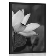 POSTER GENTLE LOTUS FLOWER IN BLACK AND WHITE - BLACK AND WHITE - POSTERS