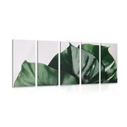5-PIECE CANVAS PRINT MONSTERA LEAF - STILL LIFE PICTURES - PICTURES