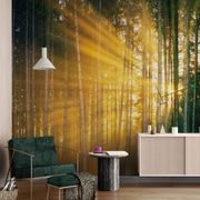 WALL MURAL SUN BEHIND THE TREES - WALLPAPERS NATURE - WALLPAPERS