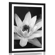 POSTER WITH MOUNT BLACK AND WHITE WATER LILY - BLACK AND WHITE - POSTERS