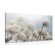 Obraz arktické květiny bavlny