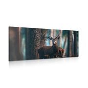 WANDBILD HIRSCH IM WALD - BILDER - 🔥 TOTALAUSVERKAUF 🔥