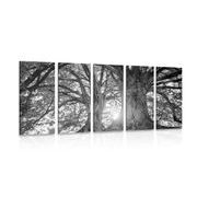 Tablou 5-piese alb-negru copaci maiestuoși