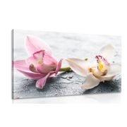 CANVAS PRINT TWO COLORFUL ORCHID FLOWERS - PICTURES FLOWERS - PICTURES