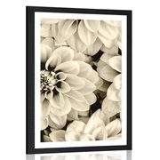 POSTER – FIORI DI DALIE IN SEPPIA - NERO E BIANCO - POSTER