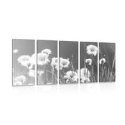 5 part picture cotton grass in black & white