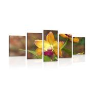 5-piece Canvas print orange orchid