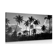 Slika kokosove palme na plaži v črnobeli izvedbi