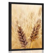 Plakát pšeničné pole