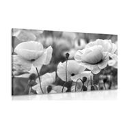Canvas print field of wild poppies in black and white