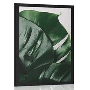 POSTER MONSTERA-BLATT - BLUMEN - POSTER