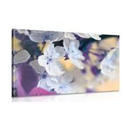 OBRAZ KVETOUCÍ VĚTVIČKA TŘEŠNĚ - OBRAZY - TOTÁLNÍ VÝPRODEJ 🔥