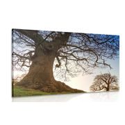CANVAS PRINT SYMBIOSIS OF TREES - PICTURES OF NATURE AND LANDSCAPE - PICTURES