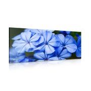 WANDBILD MALERISCHE BLAUE BLUMEN - BILDER BLUMEN - BILDER