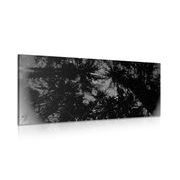 Wandbild Schwarz-weißer tropischer Wald