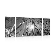 5-PIECE CANVAS PRINT FIELD GRASS IN BLACK AND WHITE - BLACK AND WHITE PICTURES - PICTURES